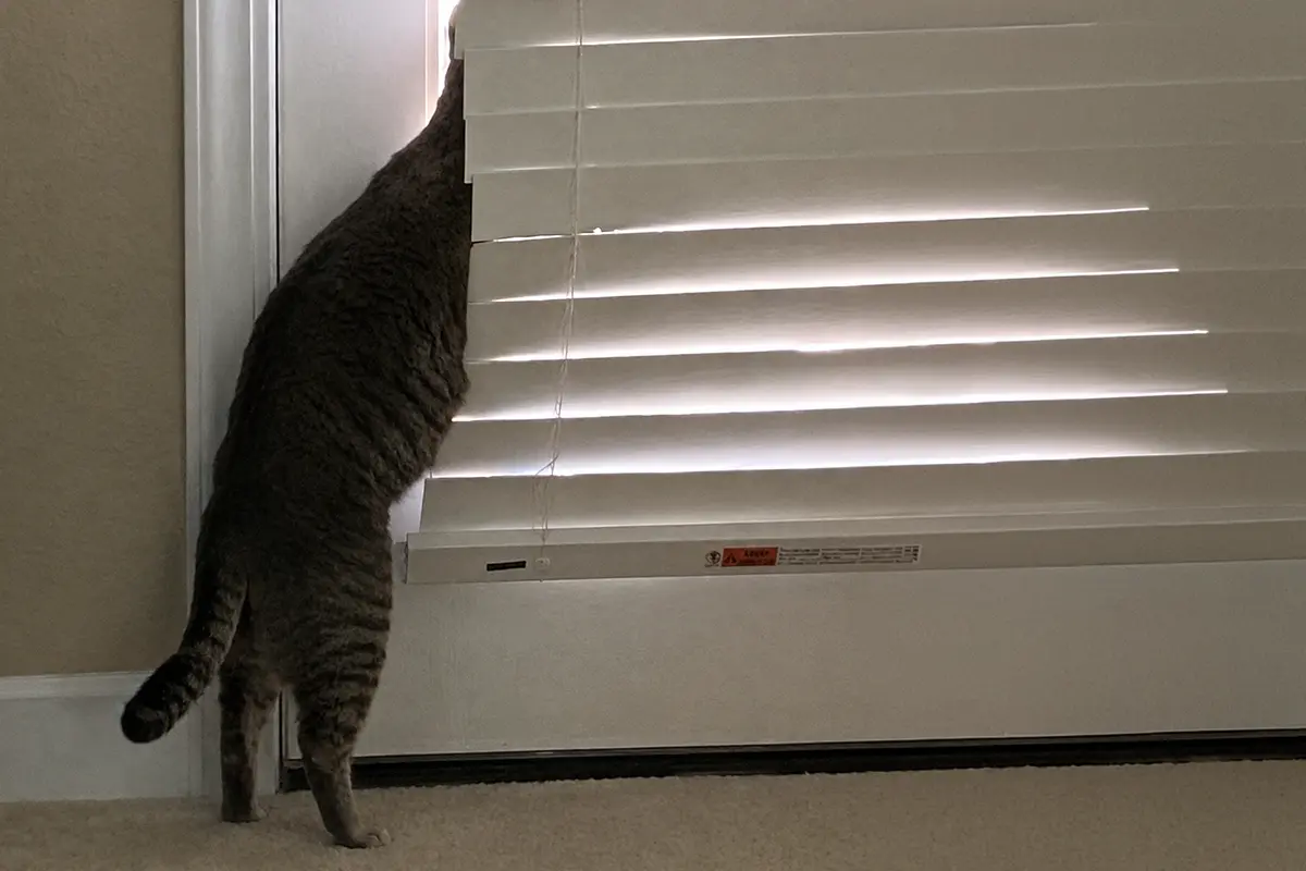 Brown tabby cat standing on its hind legs and peeking behind window blinds