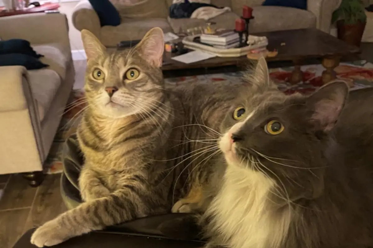 Brown tabby and gray-and-white long-haired cat watching something together in a living room