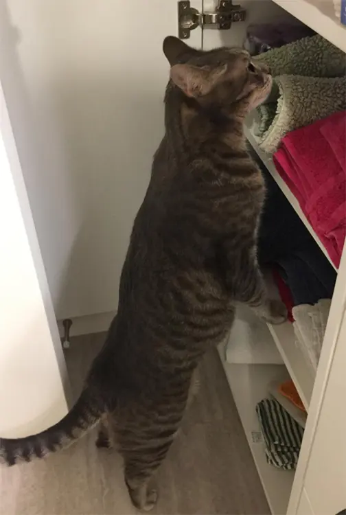 Brown tabby cat standing on its hind legs and inspecting towels inside an open cupboard