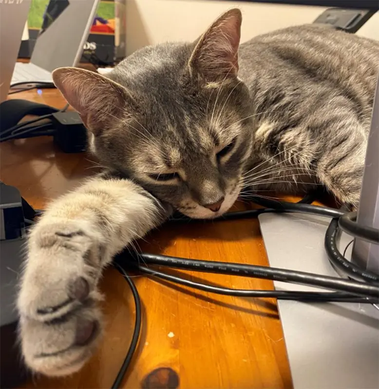 Brown tabby cat resting across a desk among computer cables and equipment