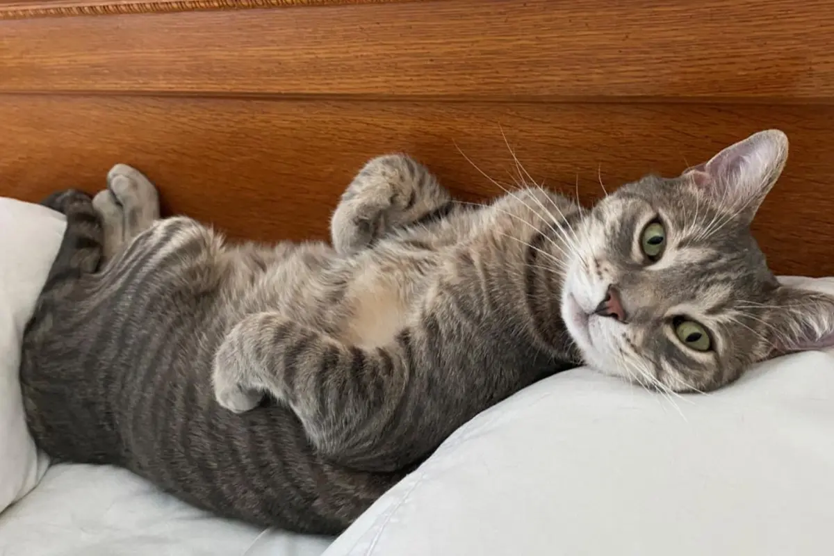 Brown tabby cat lying on its back with its head resting on a white pillow